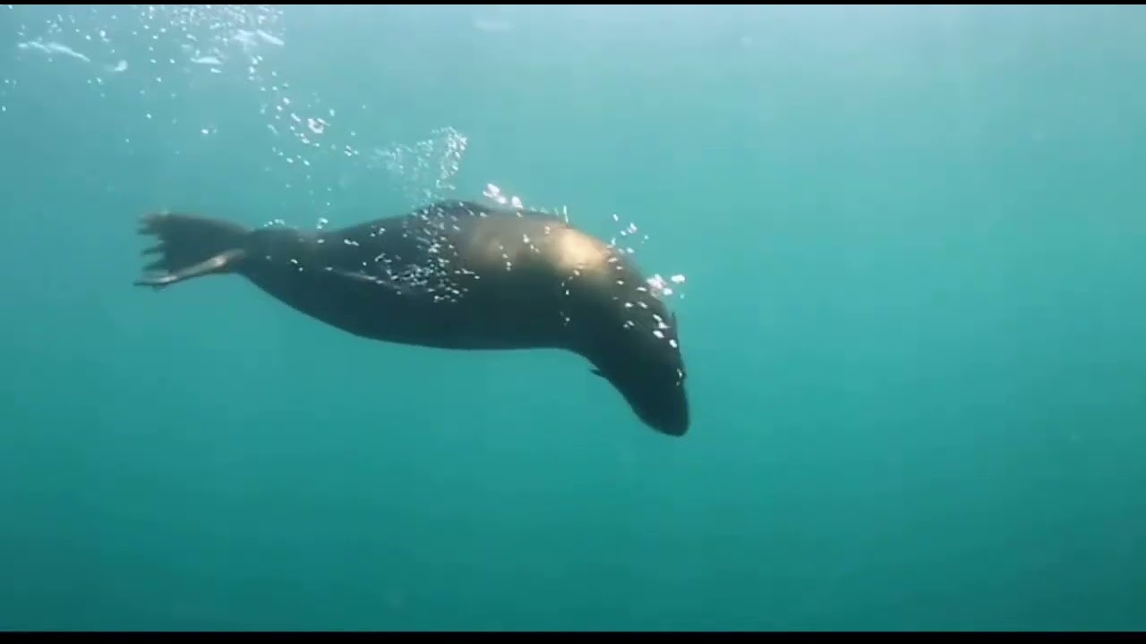 Ocean Life in Calm Motion 🌊