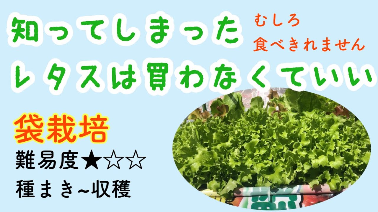 【畑もプランターも技術も要らない！】一緒につくろ😊 How to grow lettuce in a bag＃53しばみゆアットランダム #サニーレタス #袋栽培 #作り方 #簡単