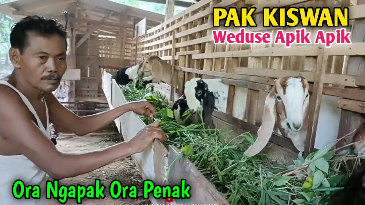 Pak Kiswan Sukses Ternak Kambing Dalam Waktu Singkat 