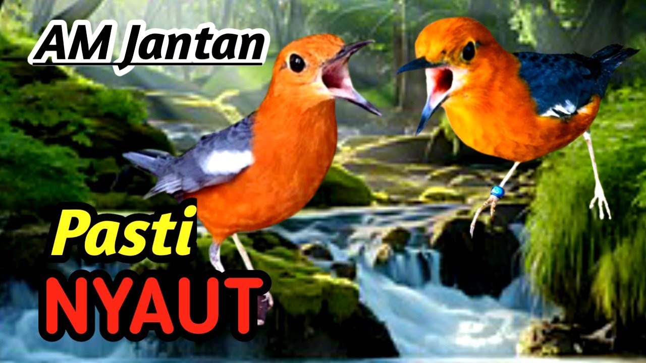 Anis Merah Mastering Sound | Professional Bird Training Audio