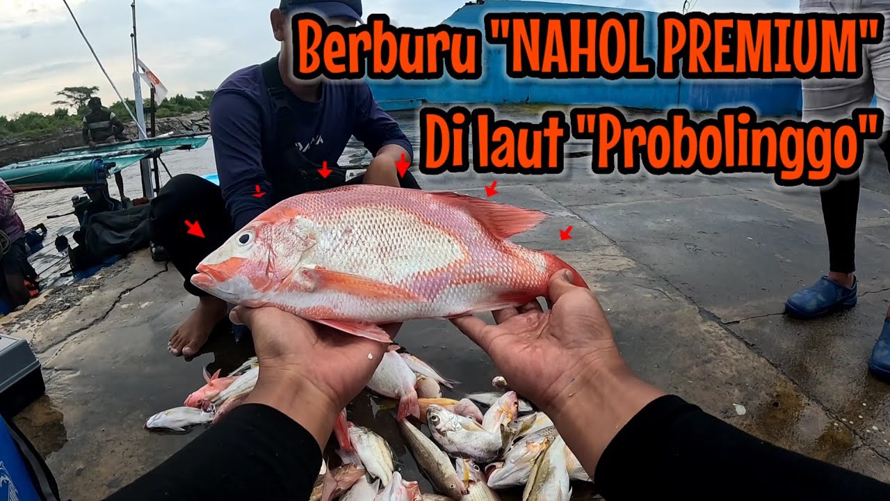 SPESIAL TRIP BERBURU NAHOL PREMIUM DI LAUT PROBOLINGGO