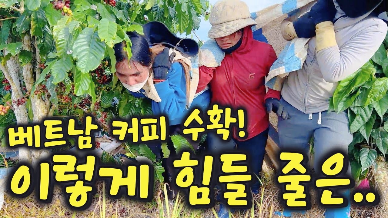 베트남 커피 수확! 이렇게 힘들줄은 몰랐습니다