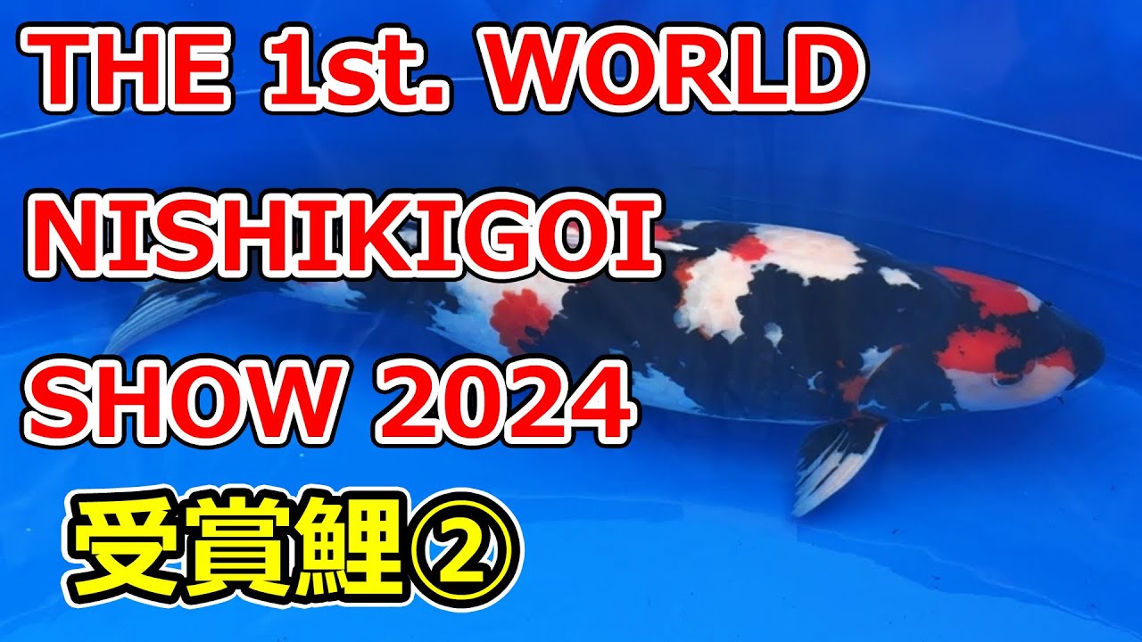 【全部撮る！】THE 1st. WORLD NISHIKIGOI SHOW 2024 【受賞鯉②】