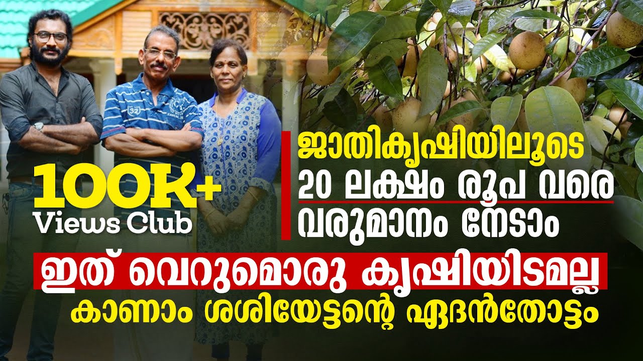 ജാതികൃഷിയിലൂടെ 20 ലക്ഷം രൂപ വരെ വരുമാനം, ഇത്‌ വെറുമൊരു കൃഷിയിടമല്ല ശശിയേട്ടന്റെ ഏദൻതോട്ടം, Nutmeg