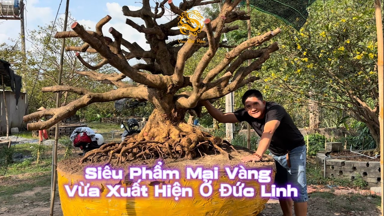 💥Siêu phẩm Mai Vàng vừa xuất hiện ở Đức Linh Bình Thuận|Vùng Đất Rồng 