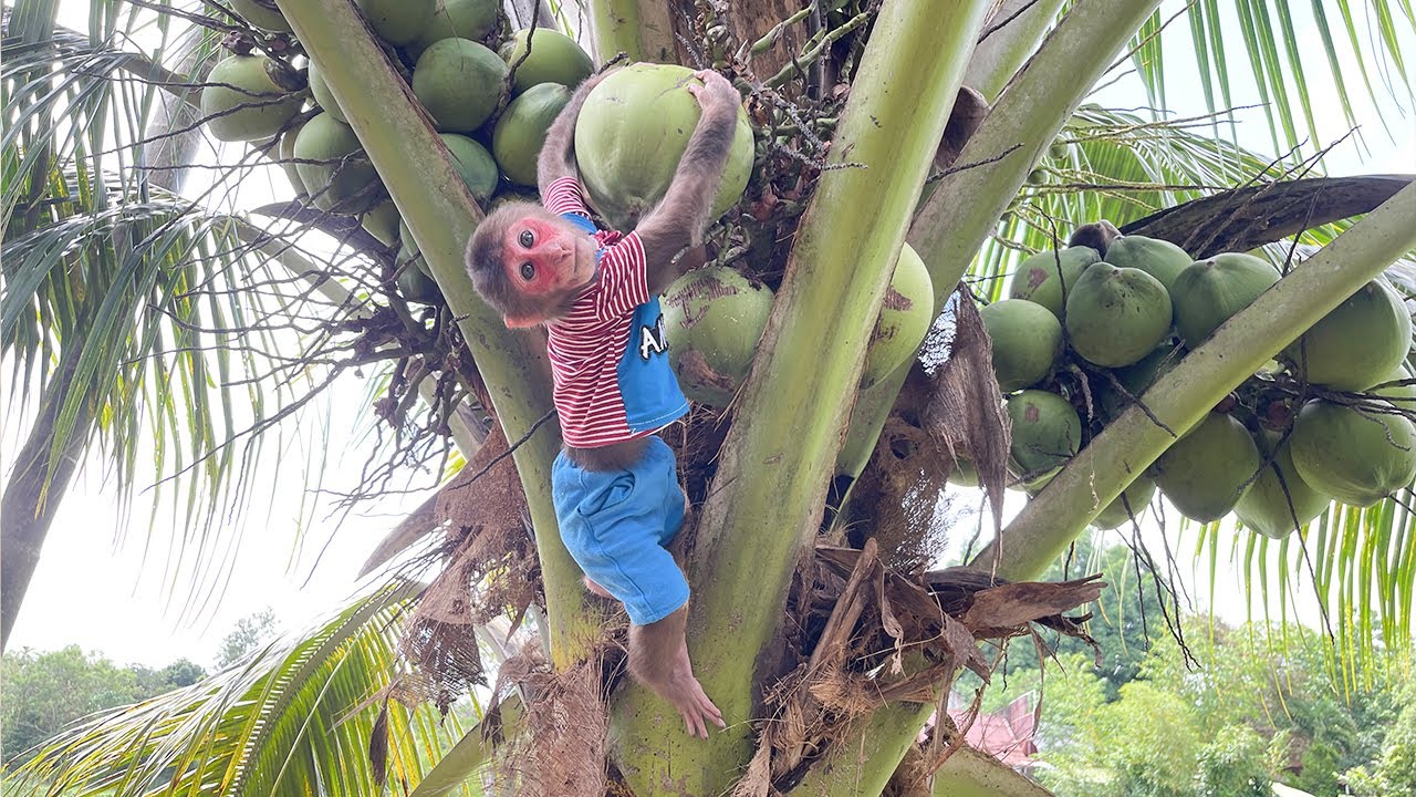 Cubis helps dad pick coconuts and then something happens! Super Funny!