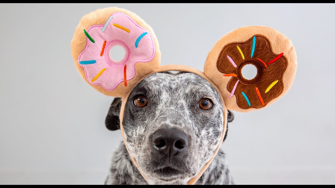 Adoptable Dogs Celebrate Donut Day 🍩🧡 at Best Friends Animal Sanctuary #dogs #cute 