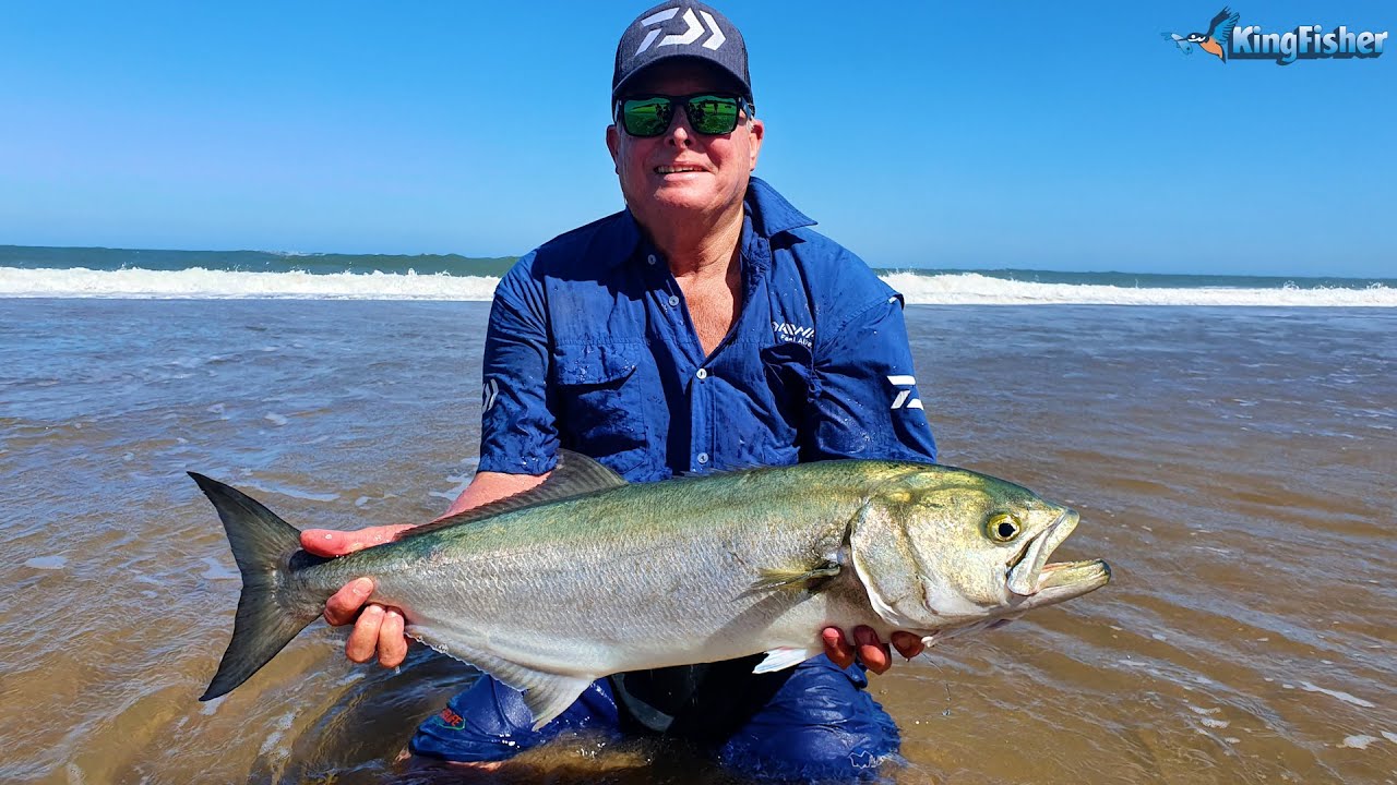 Species Shad