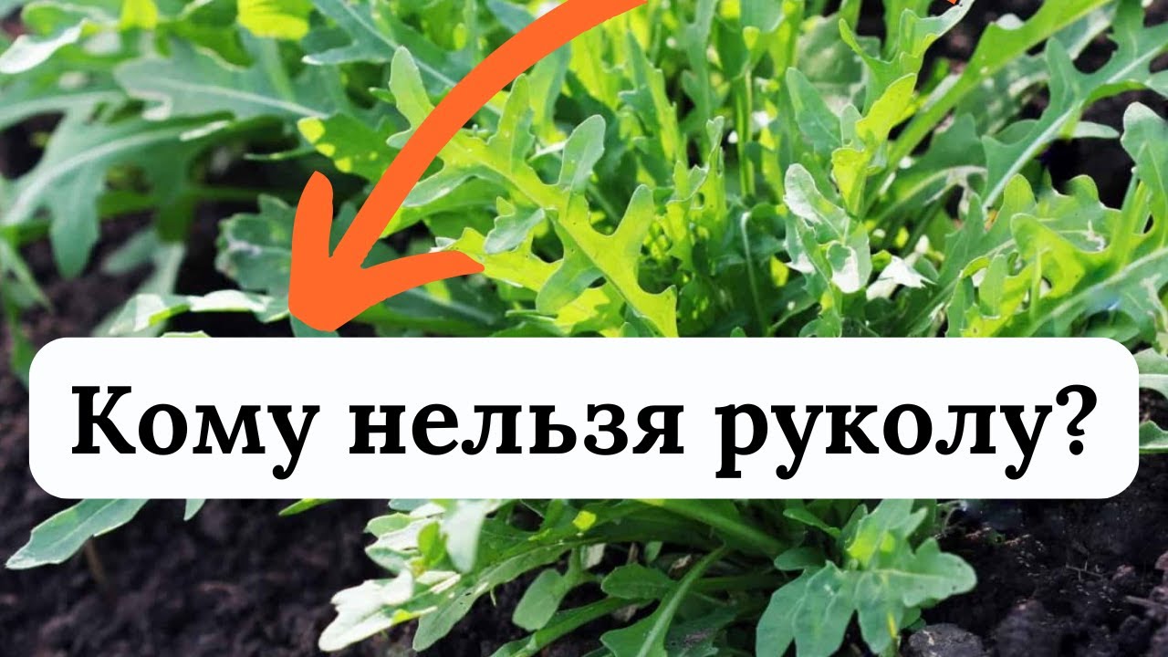 Рукола: кому нельзя ее есть и почему, польза растения
