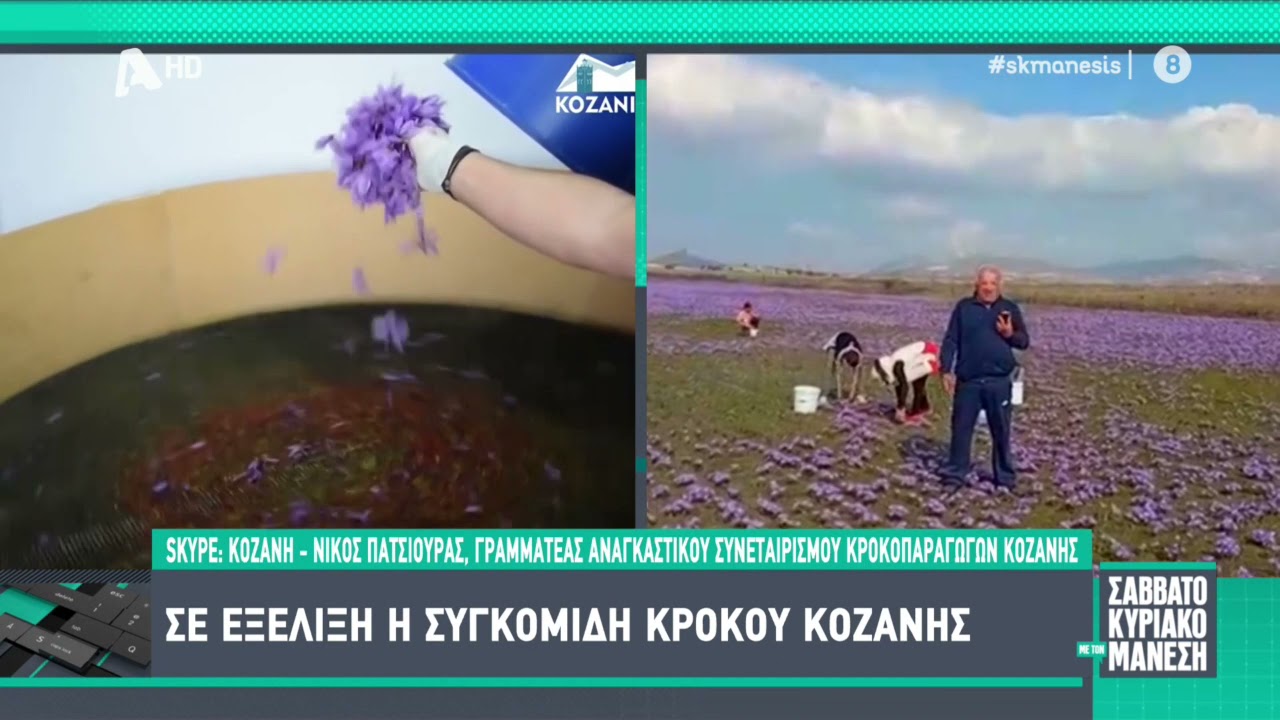 &Omicron; &kappa;&rho;ό&kappa;&omicron;&sigmaf; &Kappa;&omicron;&zeta;ά&nu;&eta;&sigmaf; &sigma;&tau;&eta;&nu; &epsilon;&kappa;&pi;&omicron;&mu;&pi;ή &tau;&omicron;&upsilon; &Nu;ί&kappa;&omicron;&upsilon; &Mu;ά&nu;&epsilon;&sigma;&eta; &laquo;&Sigma;&alpha;&beta;&beta;&alpha;&tau;&omicron;&kappa;ύ&rho;&iota;&alpha;&kappa;&omicron; &mu;&epsilon; &tau;&omicron;&nu; &Nu;ί&kappa;&omicron; &Mu;ά&nu;&epsilon;&sigma;&eta;&raquo;