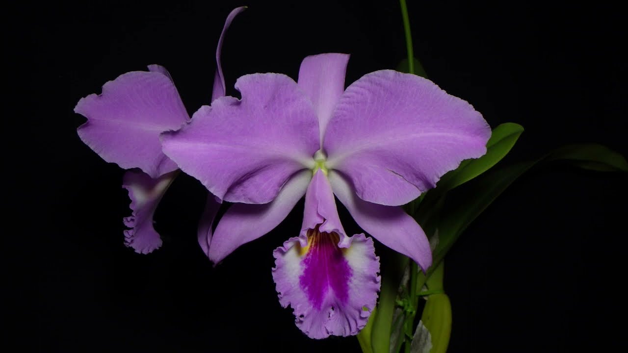 Time Lapse Blooming Cattleya labiata