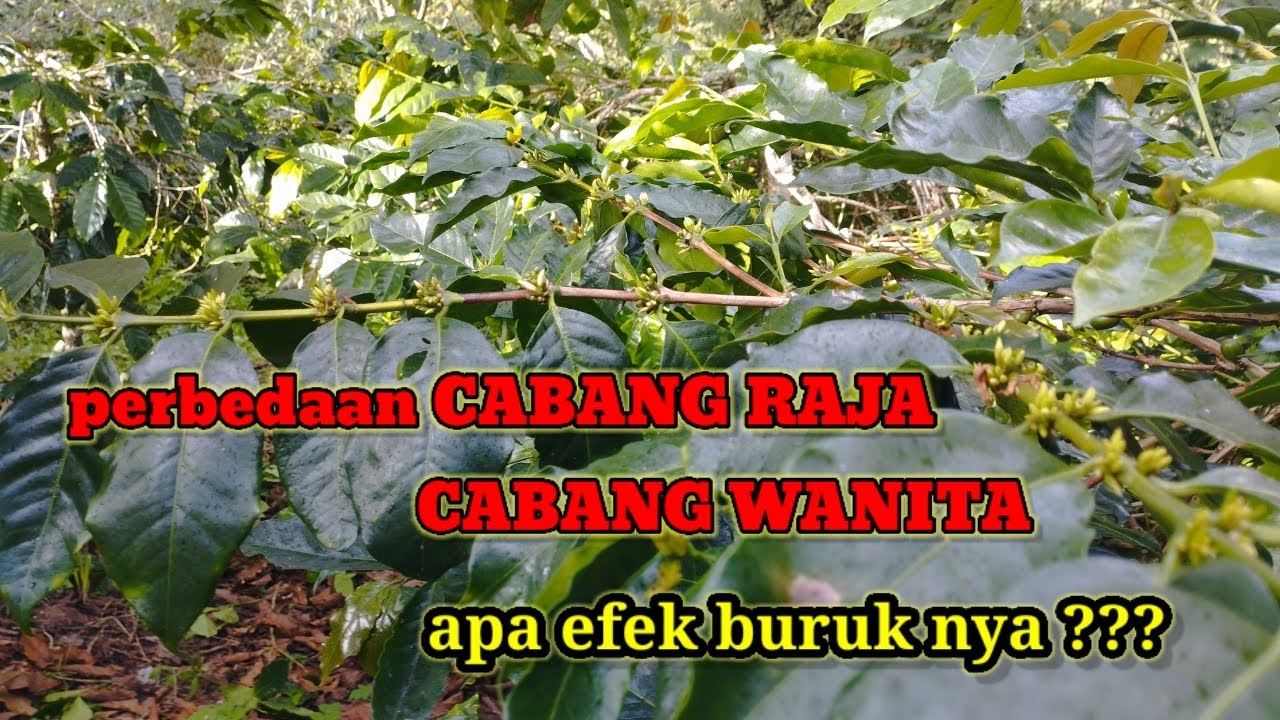perbedaan cabang raja dan cabang produksi pada kopi arabica sekaligus efek buruknya