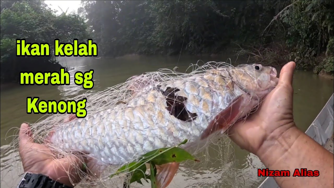 KELAH MERAH IDAMAN PARA NELAYAN SUNGAI