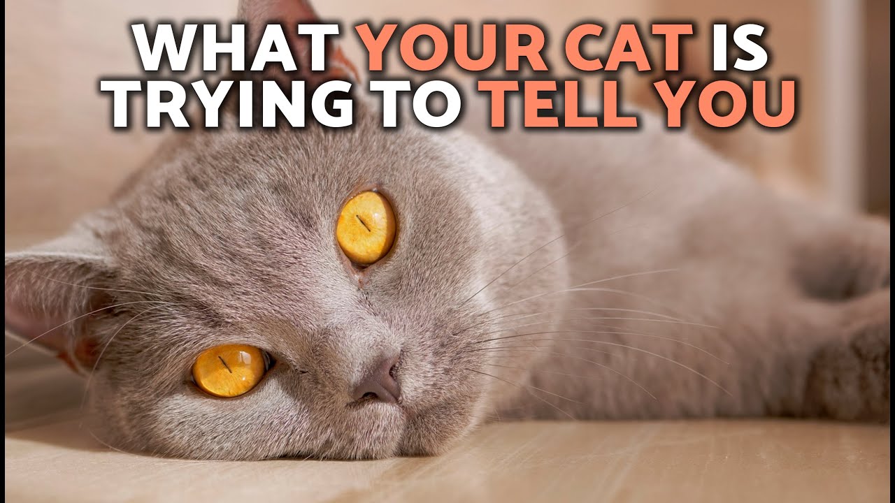 Cat BEHAVIOR EXPLAINED 😼🙀 5 Cat Behaviors You Should NEVER IGNORE ❗