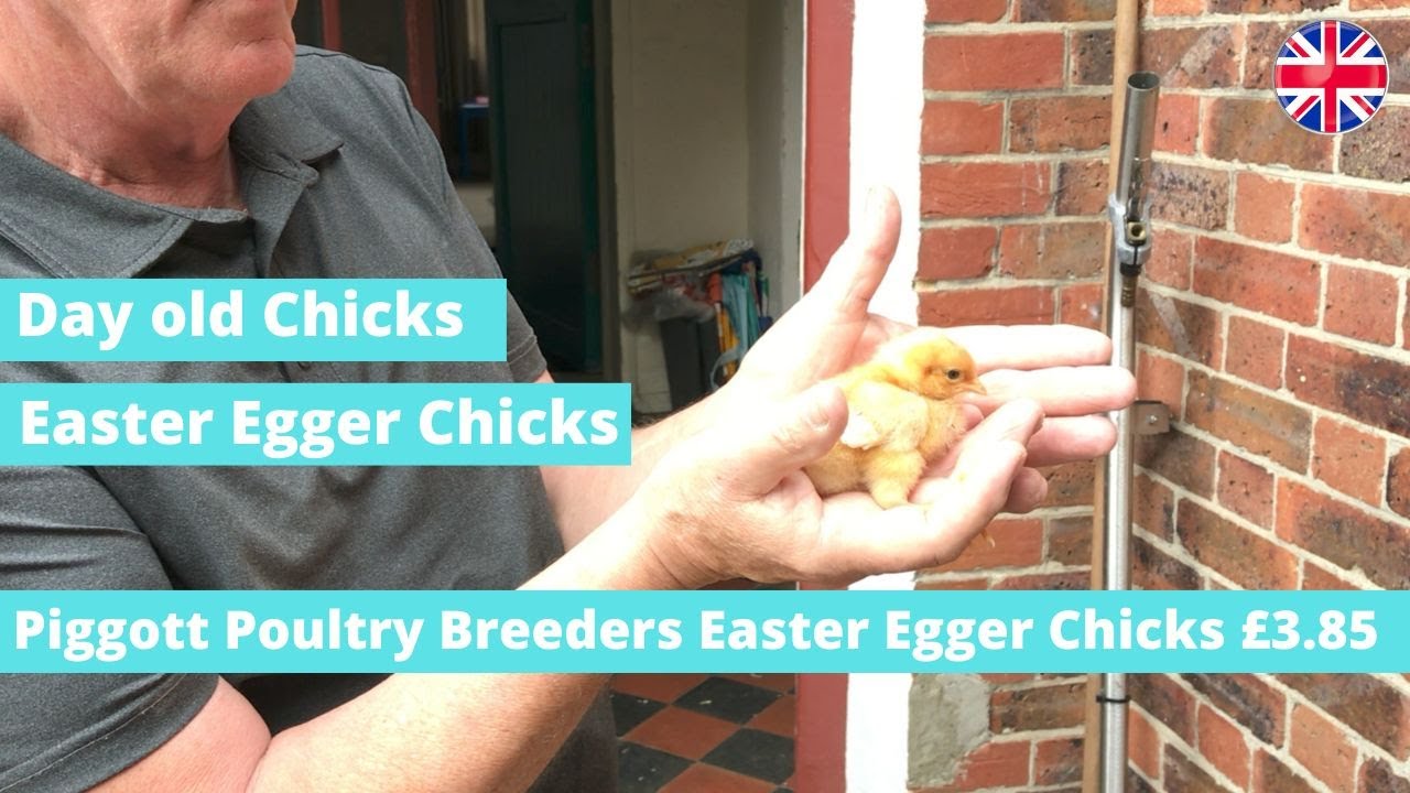 Buy Easter Egger Chicks