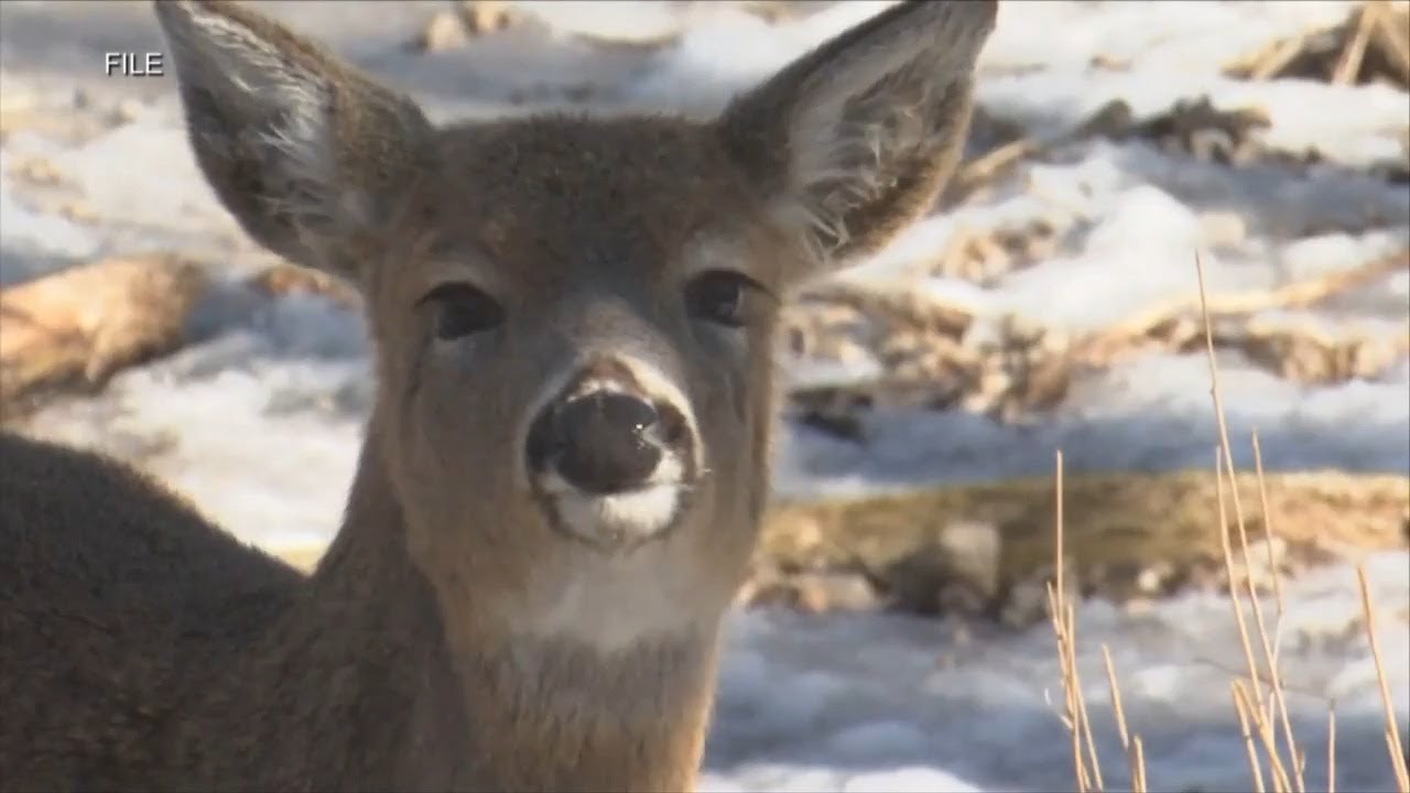 DNR seeking hunters help in tracking CWD this gun season