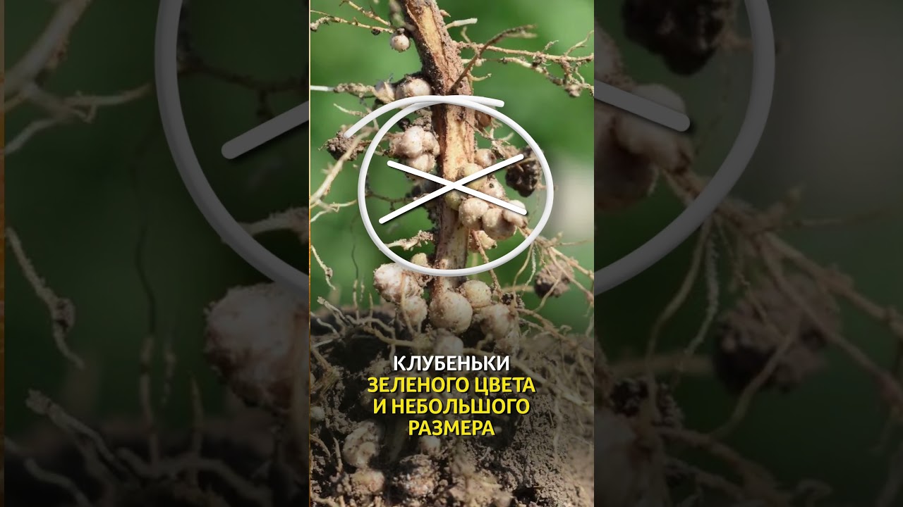 Зачем сое молибден? #фермер #сельскоехозяйство #урожай #удобрения #агро