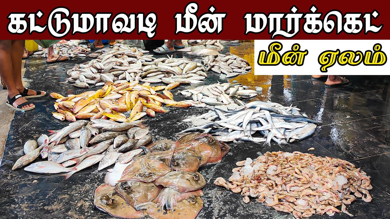 மீன் ஏலம் விடும் நேரடி கட்சி கட்டுமாவடி மீன் மார்க்கெட் || Fish auction Kattumavadi Meen Market