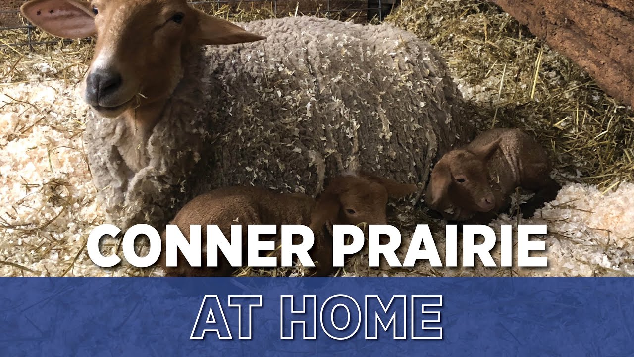 Conner Prairie - Monday Meet & Greets - Encounters with Animals - Tunis Sheep