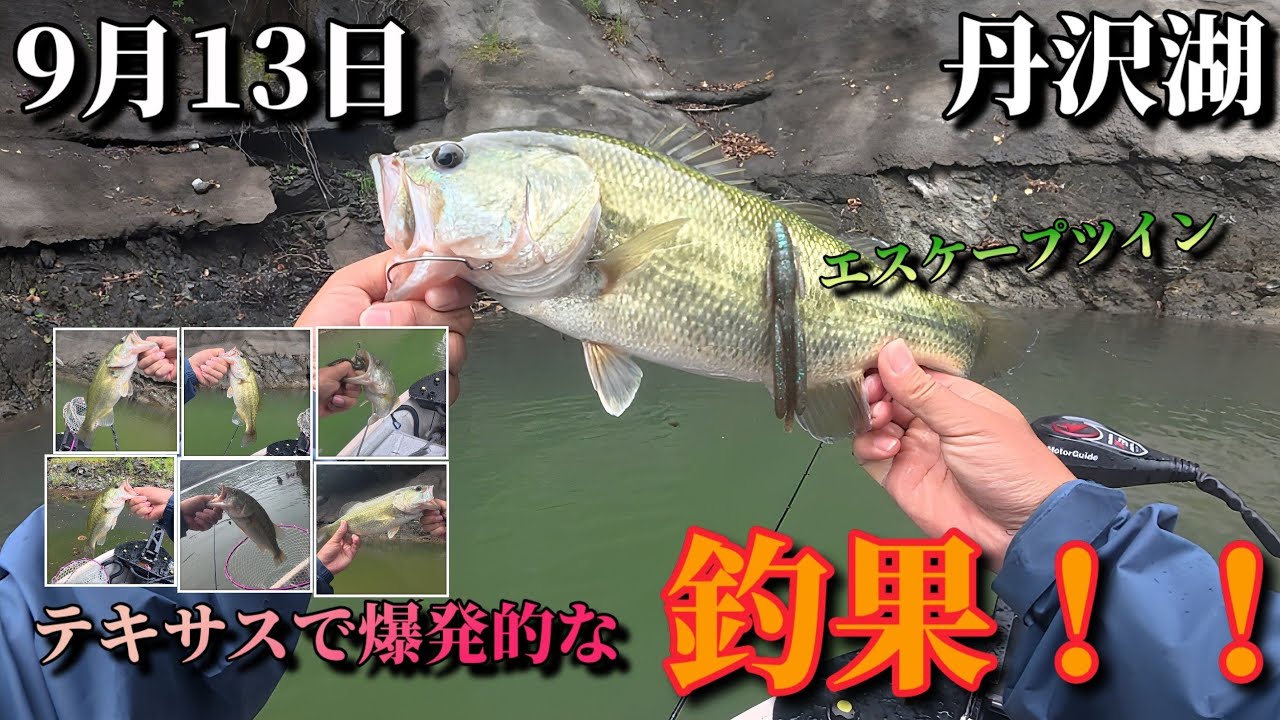 丹沢湖でテキサスで釣れすぎました。　#バス釣り　#丹沢湖 