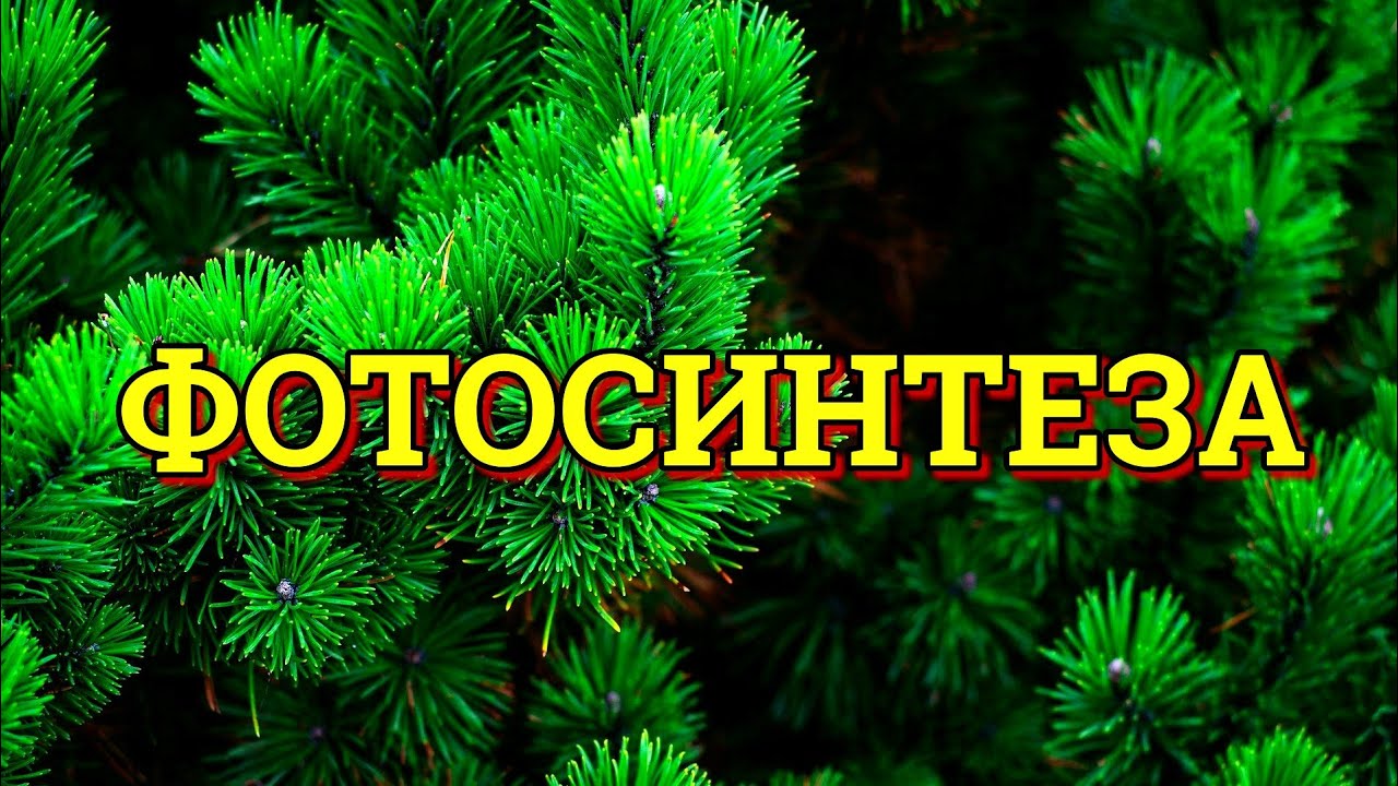 КАКО СЕ ОДВИВА ФОТОСИНТЕЗАТА? (БИОЛОГИЈА IV)