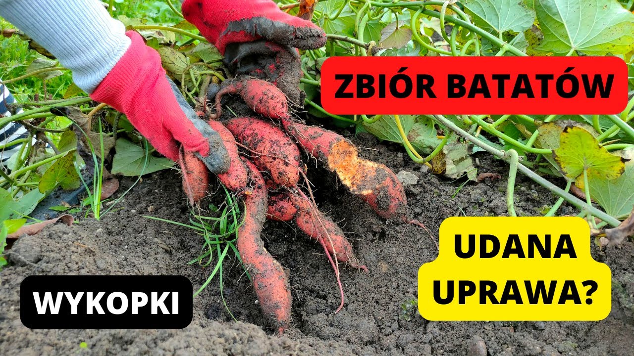 Czas na wykopki ZBIÓR BATATÓW Uprawa batatów Październik w ogrodzie warzywnym