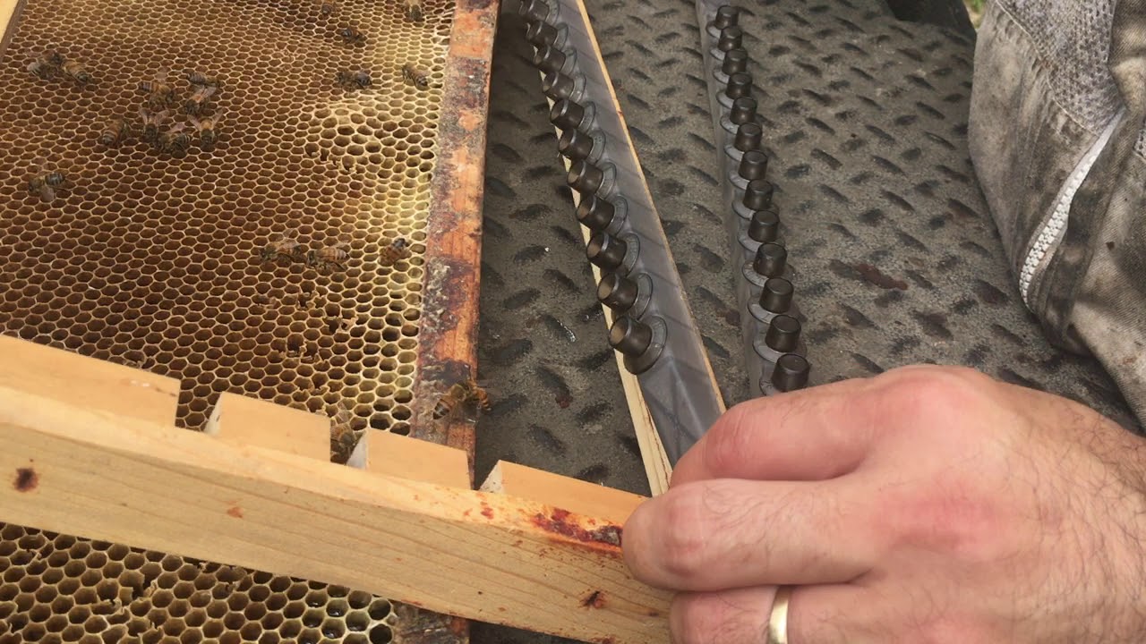 Grafting Larvae for Queen Rearing & Installation into Nuc