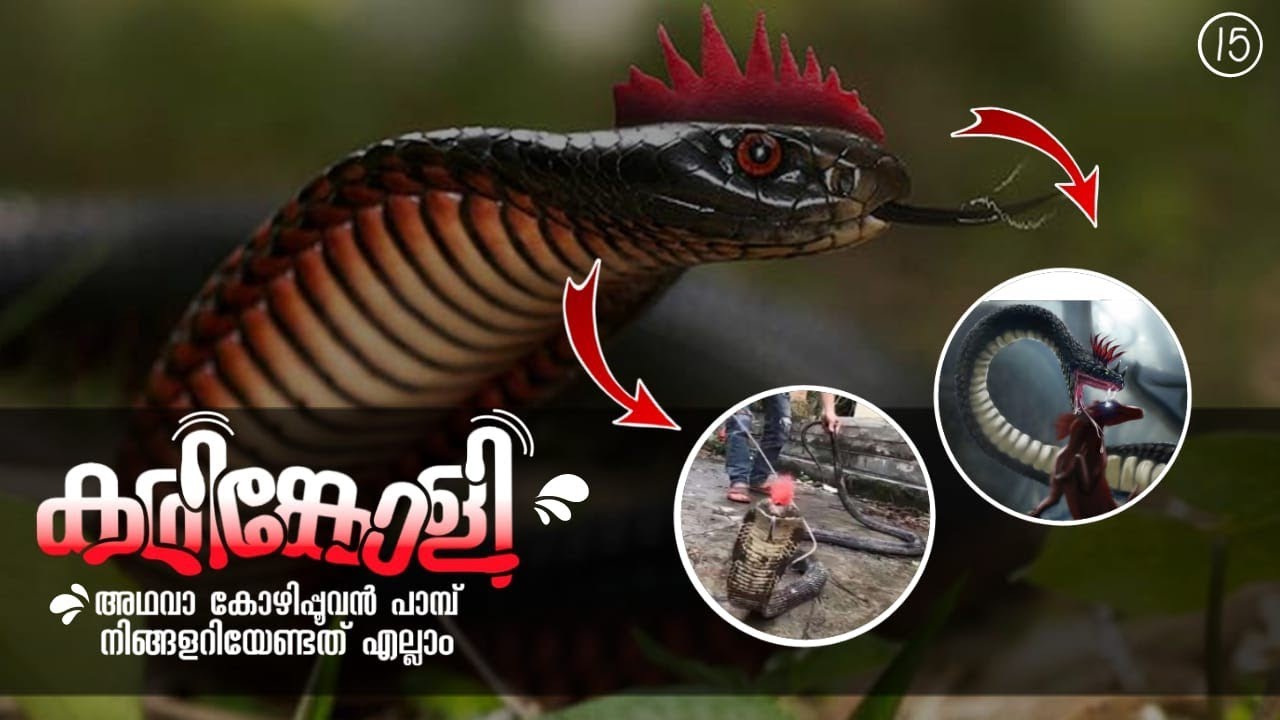 തലയില്‍ പൂവുള്ള കരിങ്കോളിപ്പാമ്പ് സത്യമാണോ|NIA|nia tv|crowing crusted cobra|Malayalam|julius manuel
