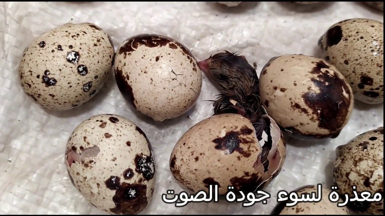 فقس كتاكيت صيصان السمان من البيضة