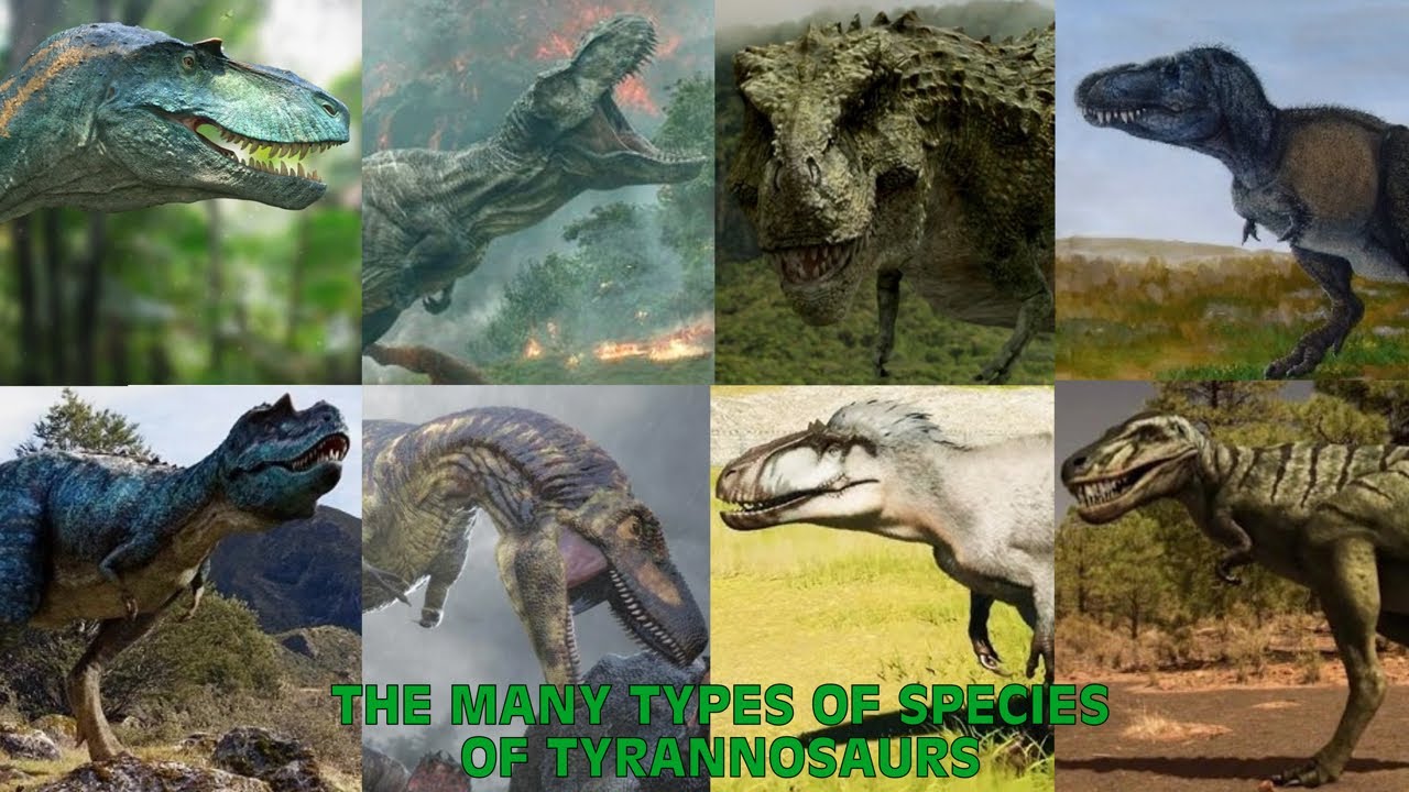 The Many Types Of Species Of Tyrannosaurs