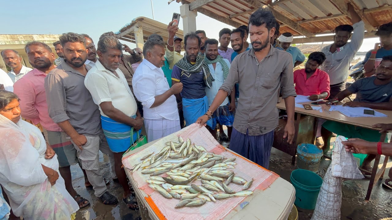 களை கட்டும் முத்துக்குடா மீன் ஏலம் || HIGHLY RATED FISH AUCTION IN TAMIL NADU 