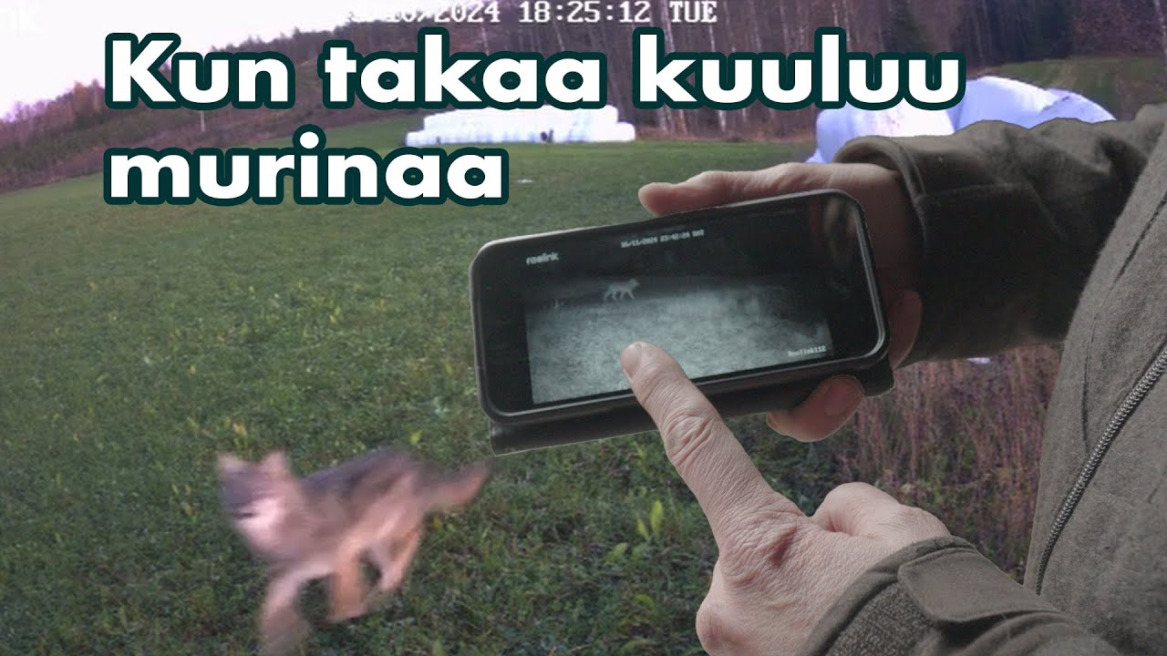 N&auml;in lampuri kohtasi suden riistakameralla