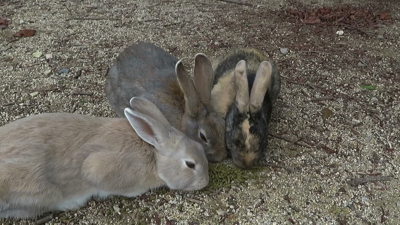【 Rabbit Island 】豆太と仲良しの兎さん 💛