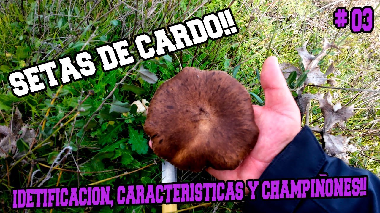 SETAS de CARDO y CHAMPI&Ntilde;ONES en el P&Aacute;RAMO | CAMPO A TRAV&Eacute;S #03