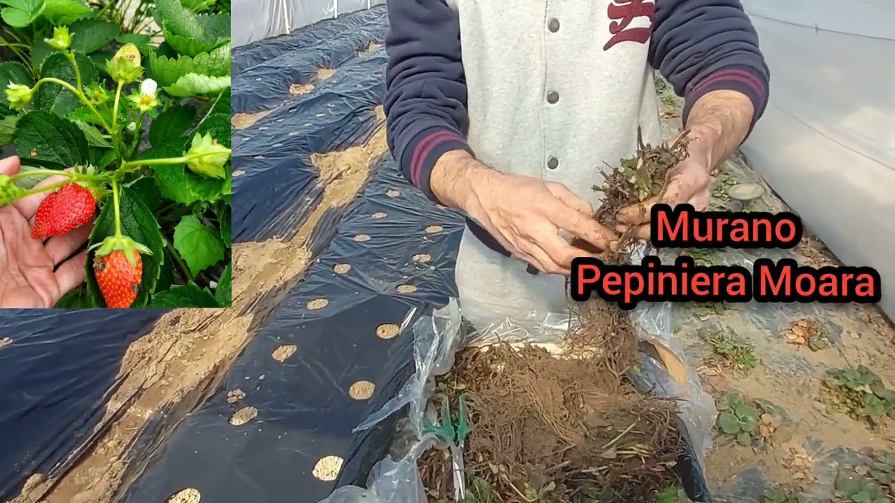 Plantarea corecta la capsuni? Ce soi plantam?
