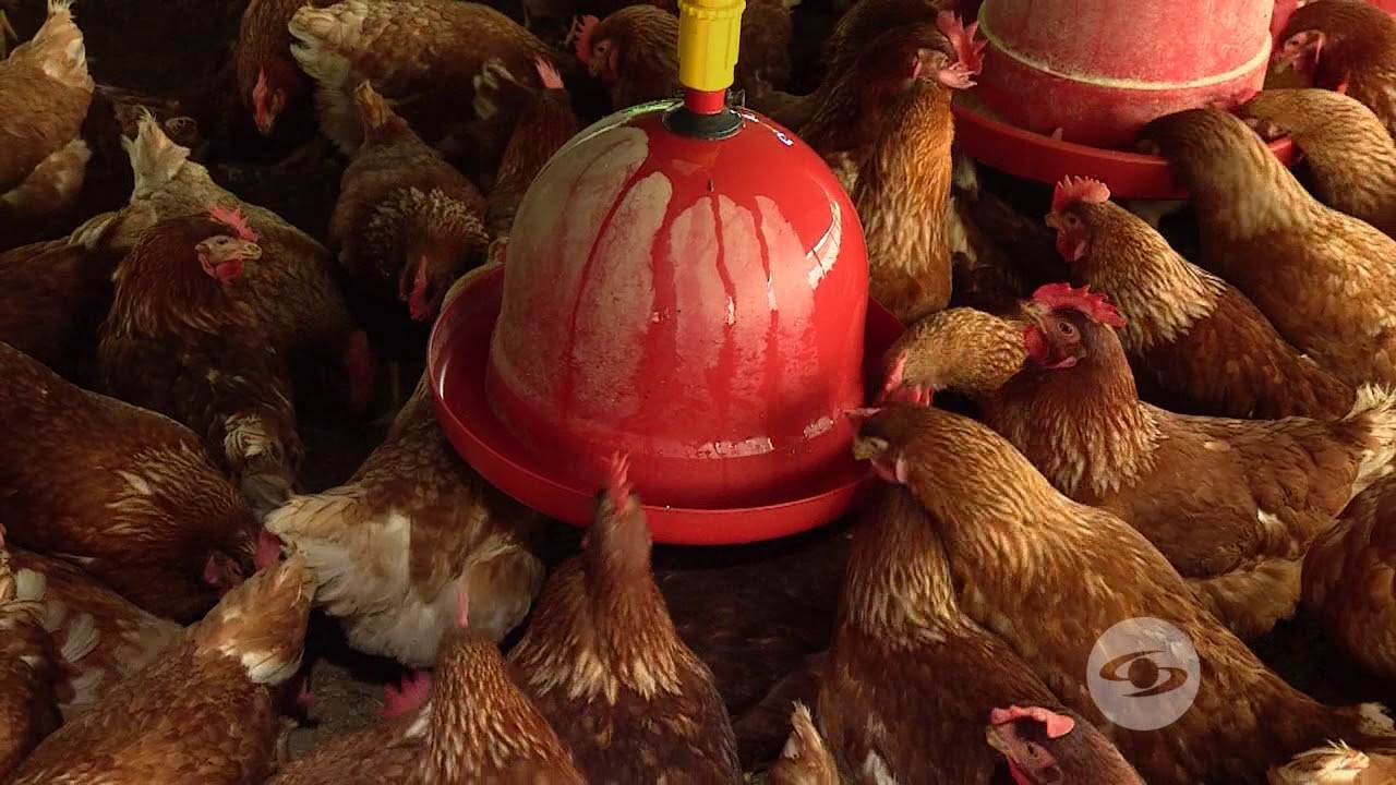 Espacio adecuado para la producción industrial de huevos de gallina  - La Finca de Hoy