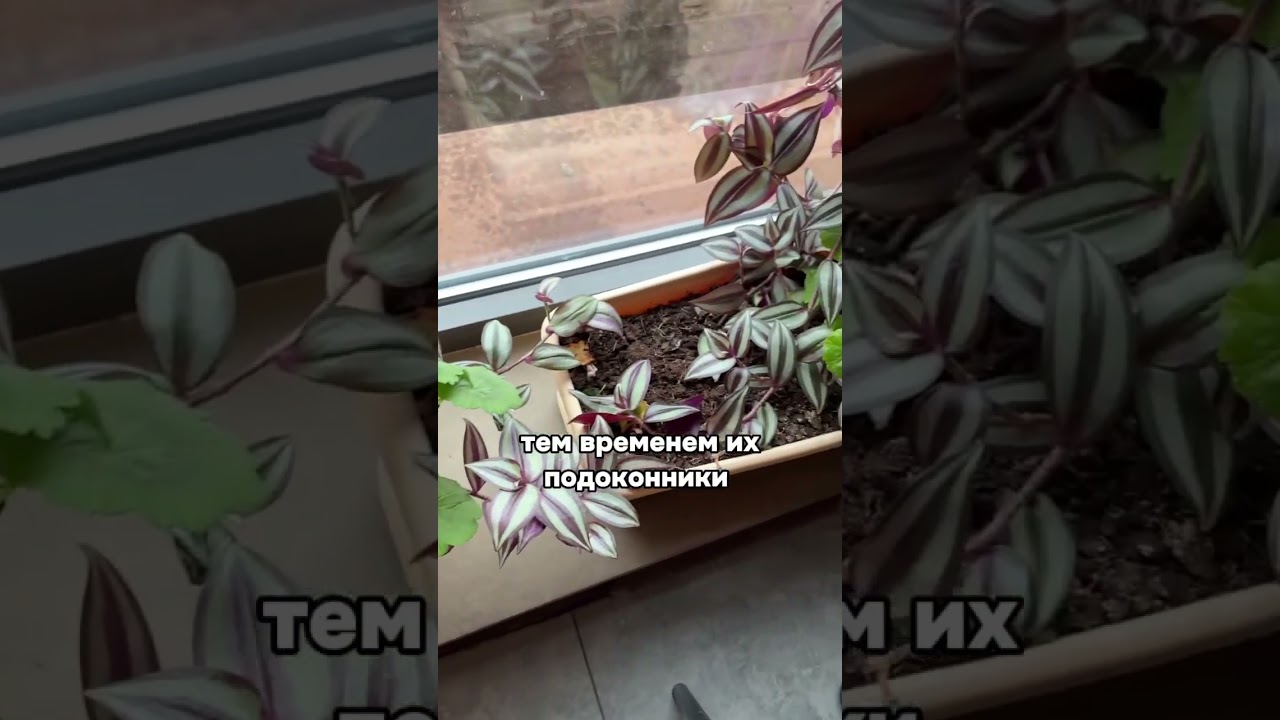 Весьма странное озеленение и концепция🙃#растения #комнатныерастения #plants #комнатныецветы #олива