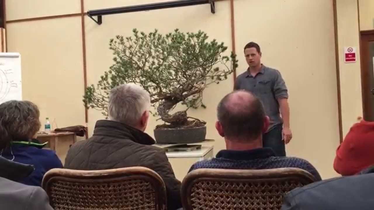 Scots Pine By Ryan Neil at Hexham, Designing, Planning, Pruning, Bending & Wiring Techniques