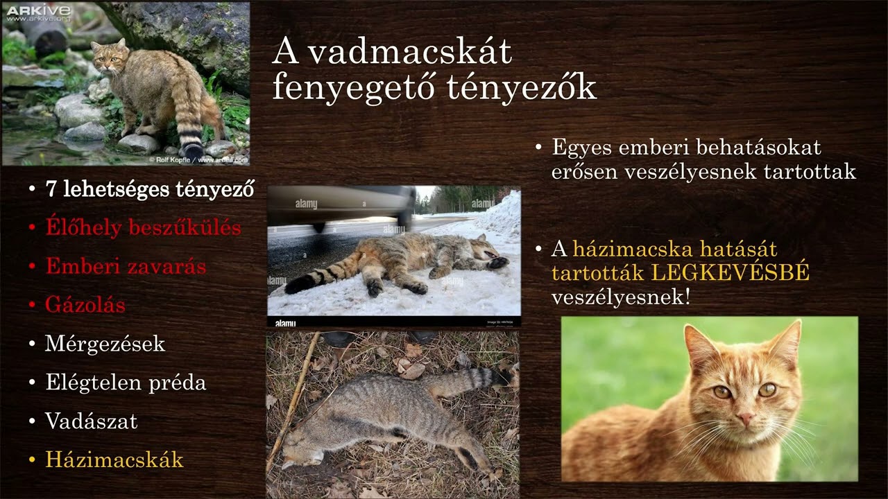 Dr. Pongrácz Péter  ELTE - A lopakodás nagymestere végveszélyben IV. 2024