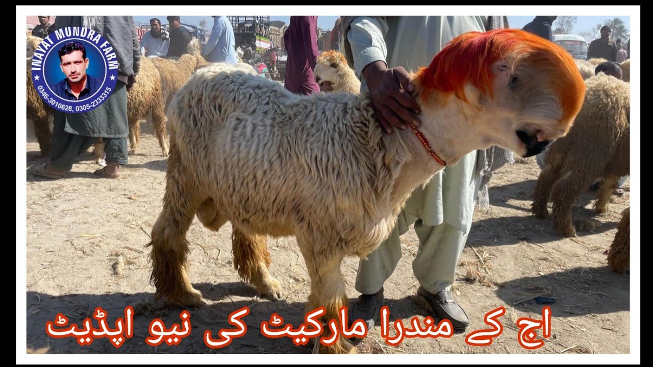 February 11, 2026 | Dera Ghazi Khan Mundra market ki new update | goat and sheep market in Pakistan 