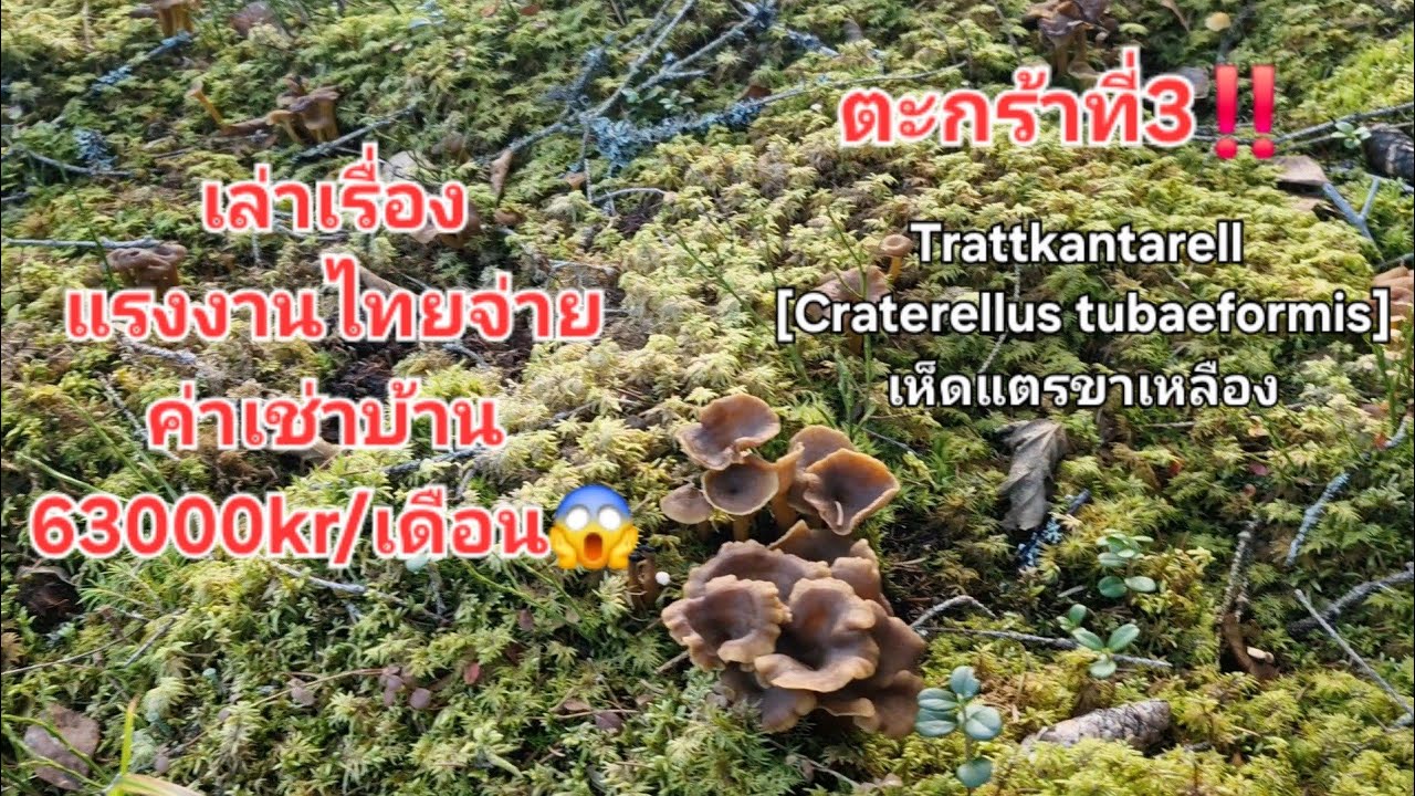 22/10/2025 ตะกร้าที่สาม ว้าวมากและหนาวสุดๆ เล่าเรื่องแรงงานไทยเช่าบ้านอยู่เดือนละ63000kr