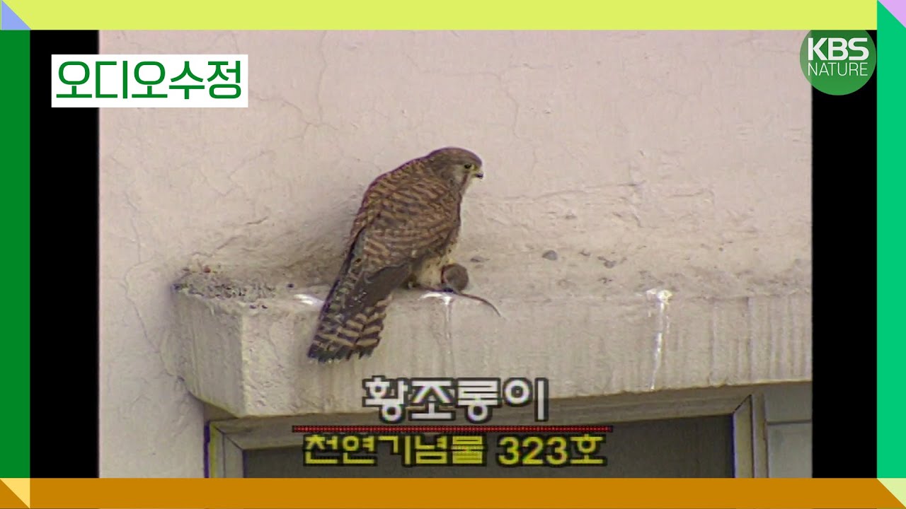 [오디오수정] 여의도 하늘을 가르는 천연기념물 황조롱이! | 환경스페셜 