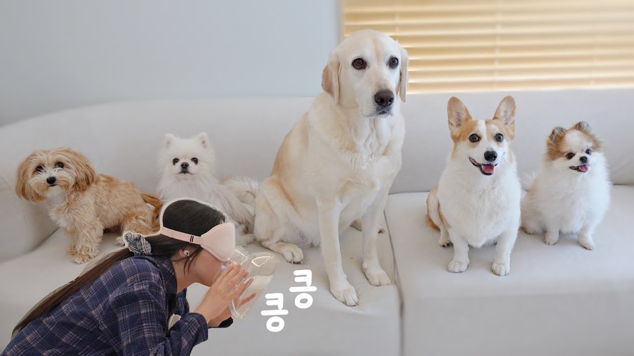 7년차 집사! 눈가리고 냄새만으로 강아지들을 구분할 수 있을까?