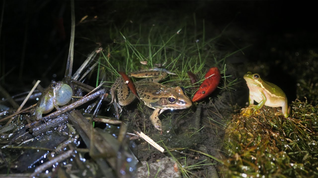 Frogs of Central Florida
