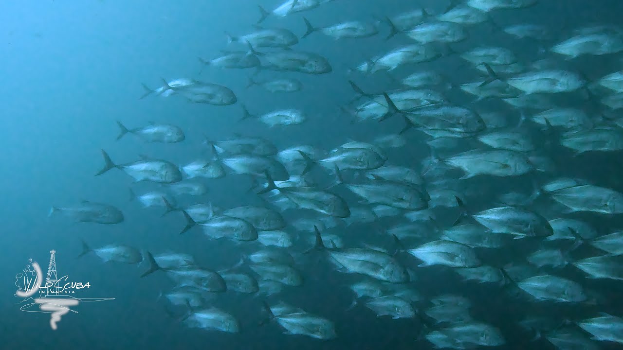 Surge-surfing porcupine fish!