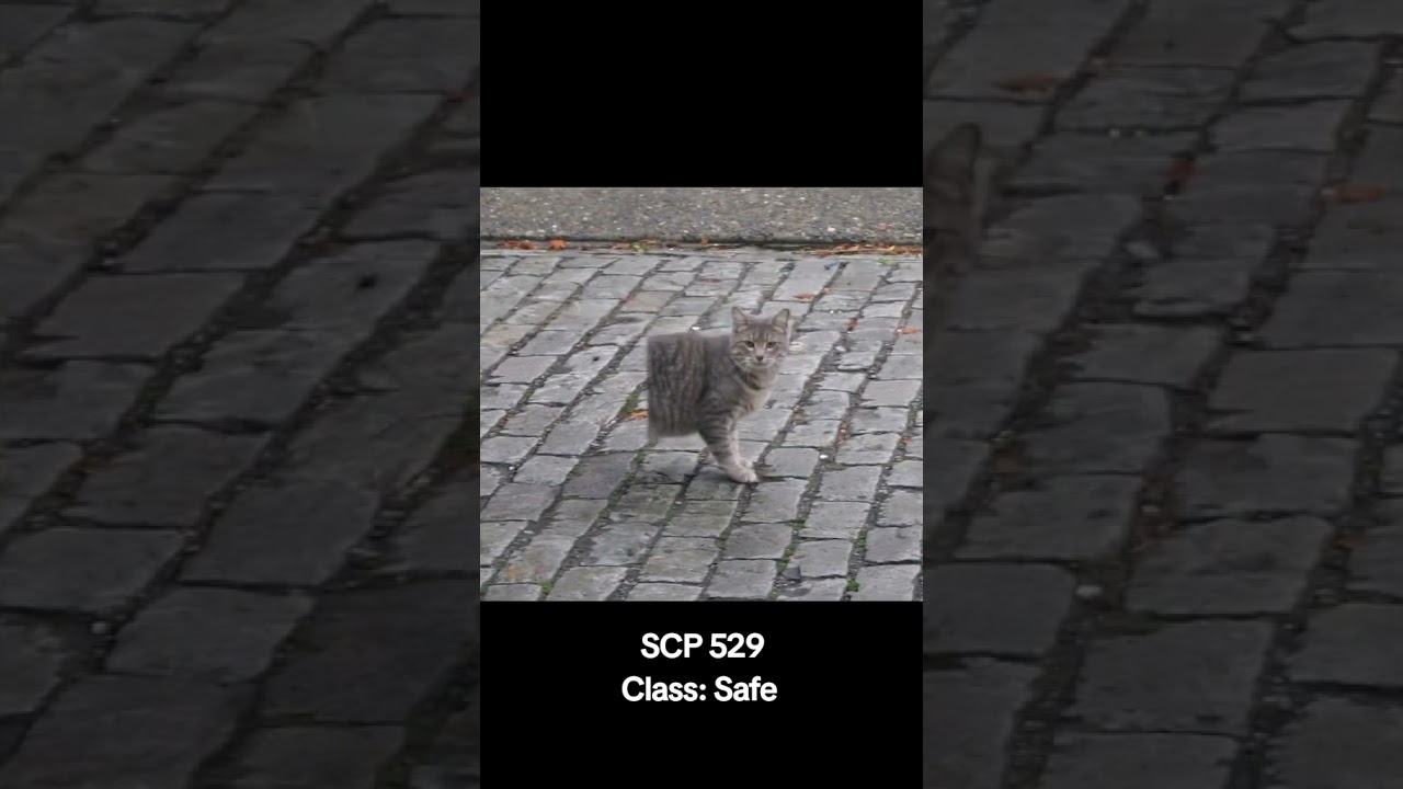 SCP 529