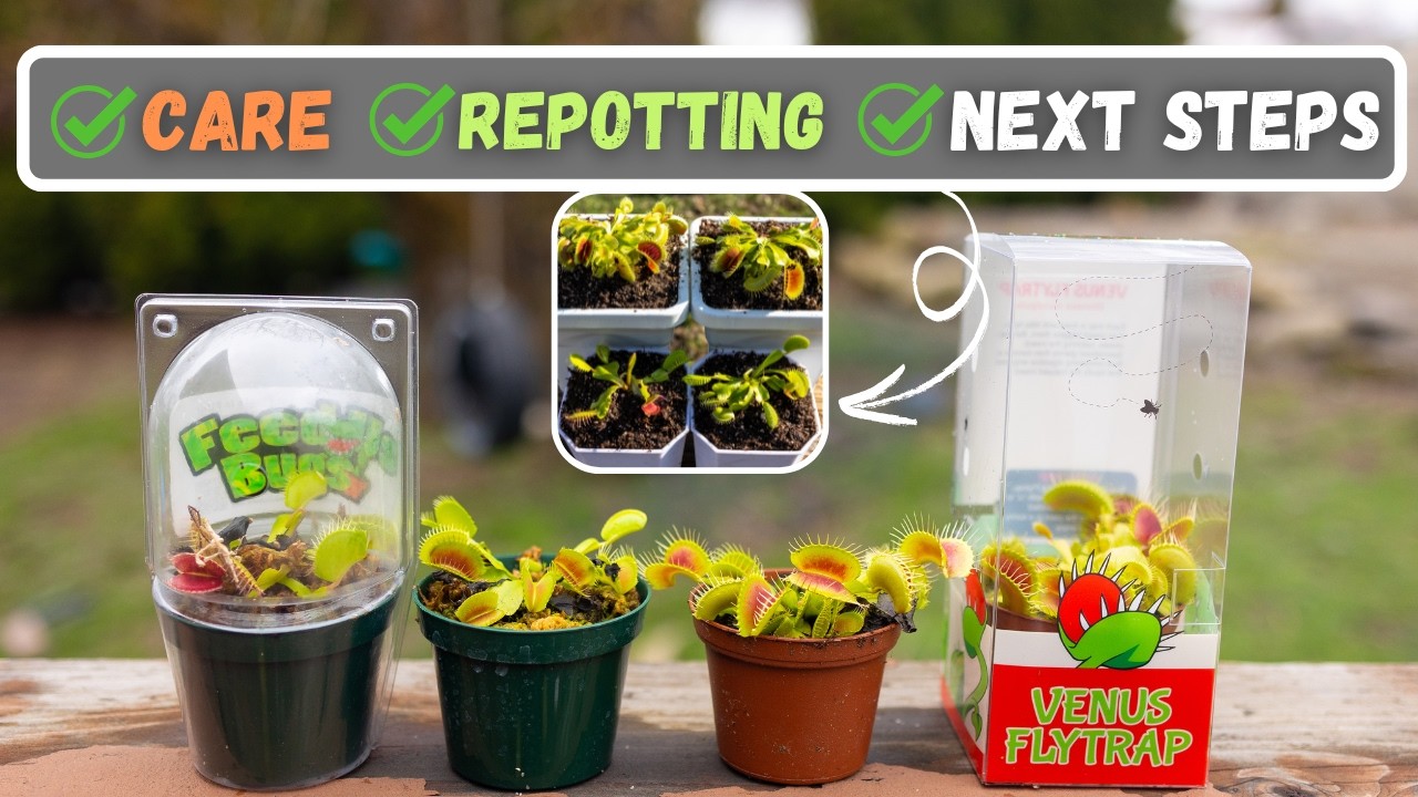 I Bought A Venus Fly Trap From Wal-Mart, Lowes, Home Depot On Impulse, What Do I Do Now?