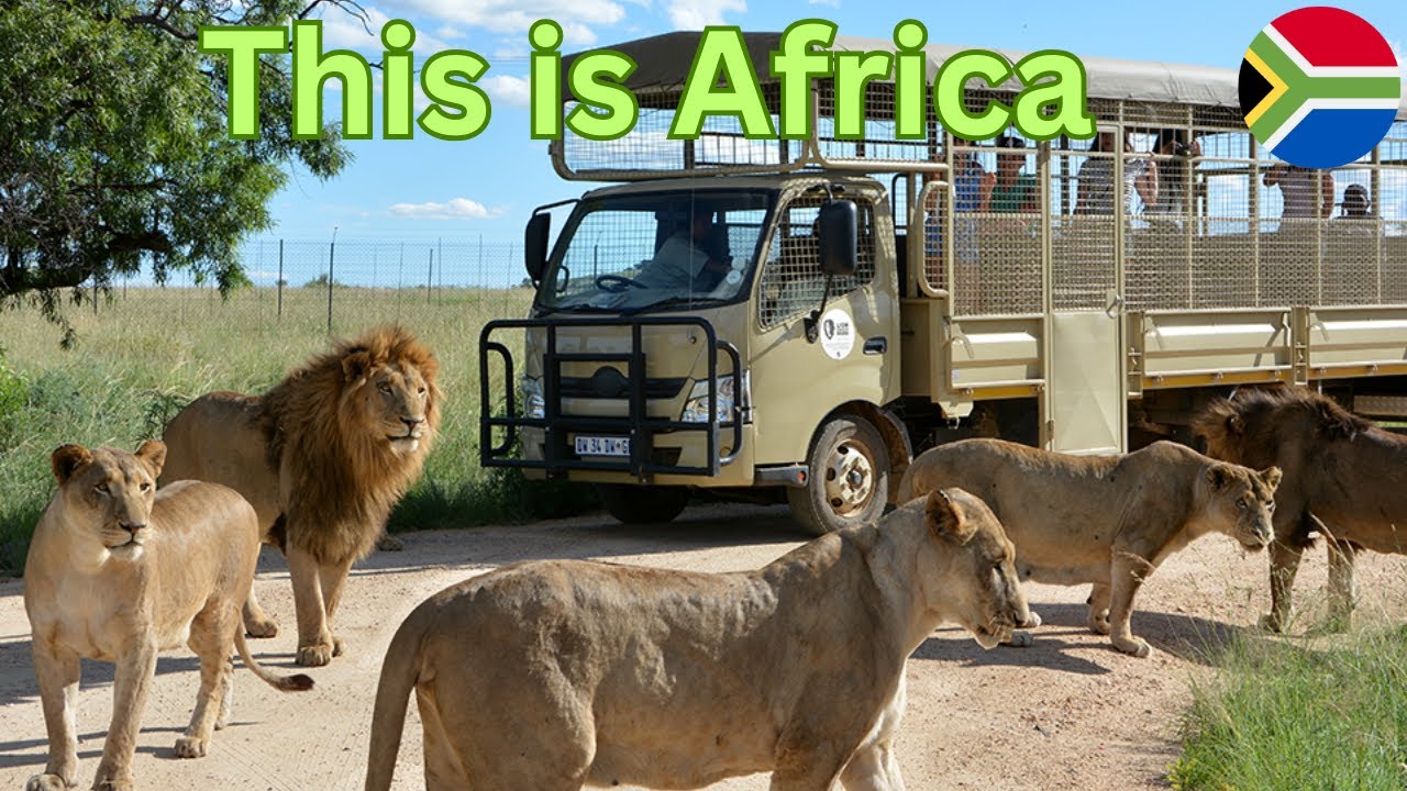 Lion Park & Safari, Johannesburg | Wildlife Adventure in South Africa