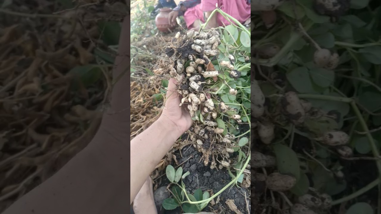mumfali #farming #experiment #vlog #viral #mumfali
