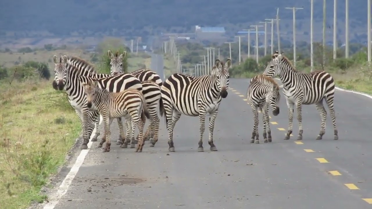 DIFFERENT WILD ANIMALS/BIRDS CROSSING ROAD!!!!
